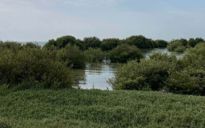 Mangrove Ecology