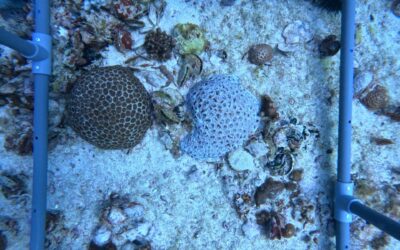 Coral Reef Monitoring Surveys