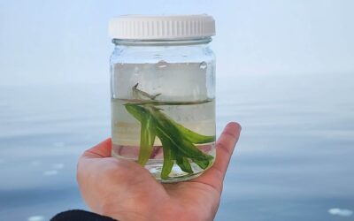 Wrapping Up Field Season: From Sea to Shore