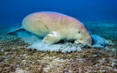 Beyond Blue Carbon: How Dugongs Are Helping Fight Climate Change