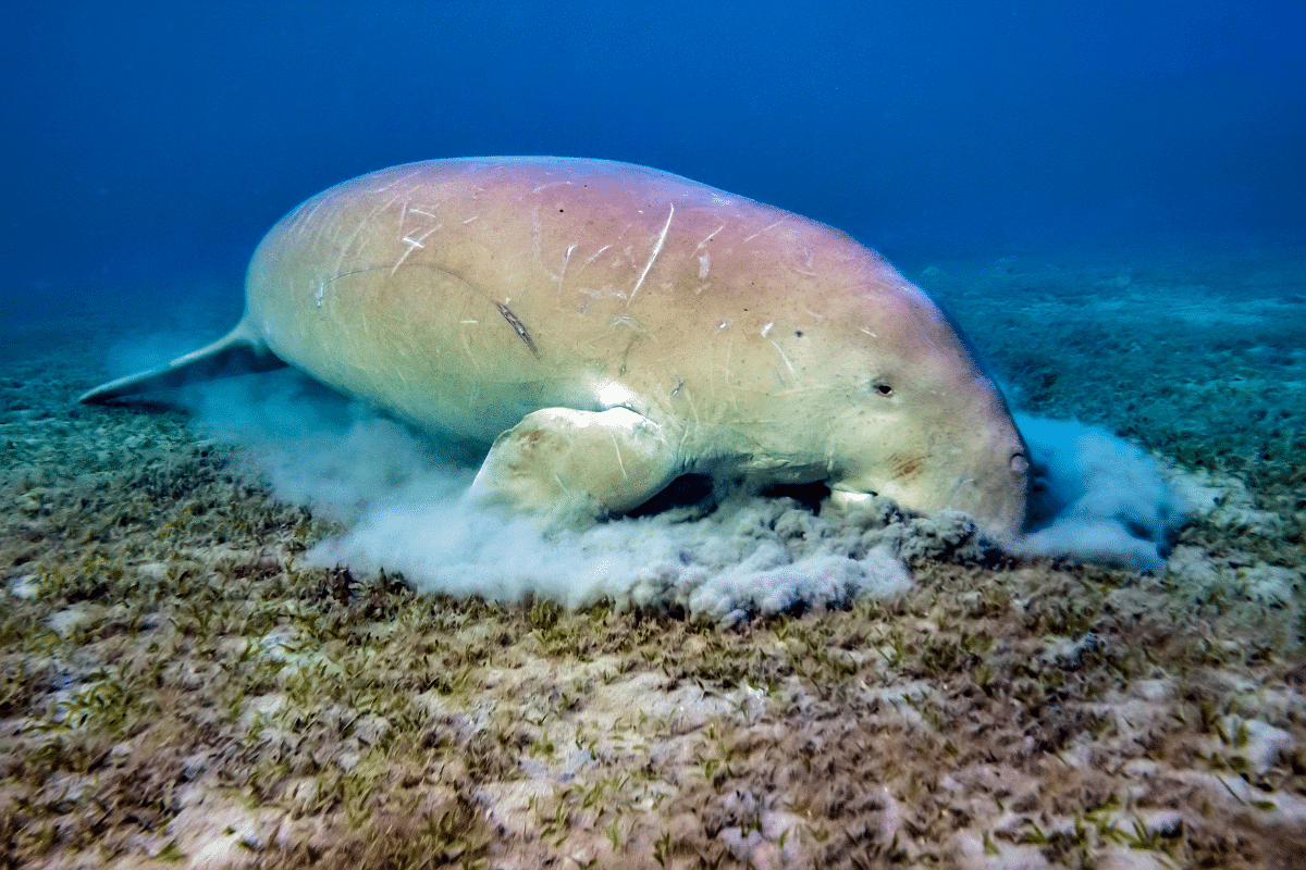 Dugongs-nuwat-study